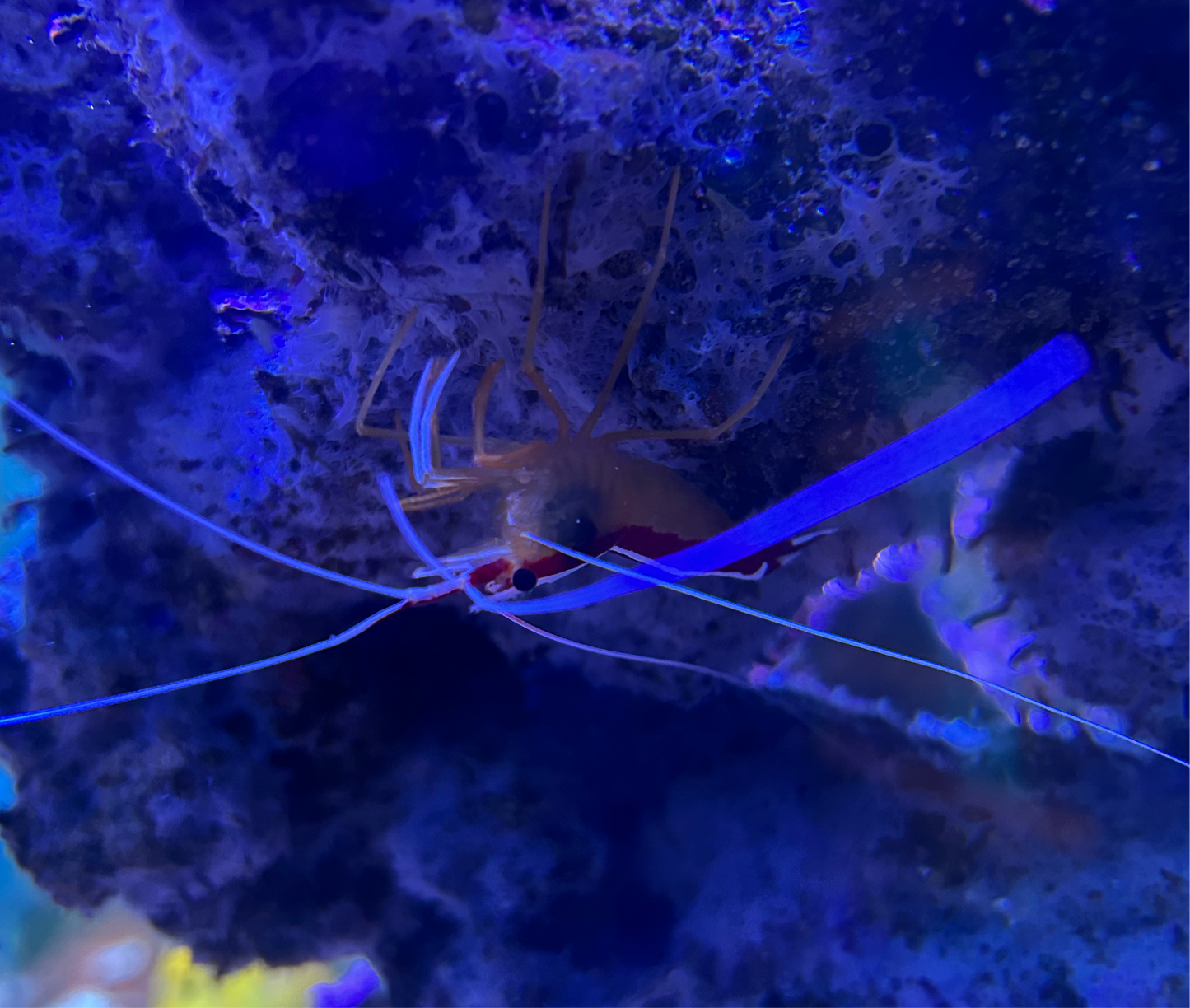 Cleaner Shrimp (Lysmata amboinensis)