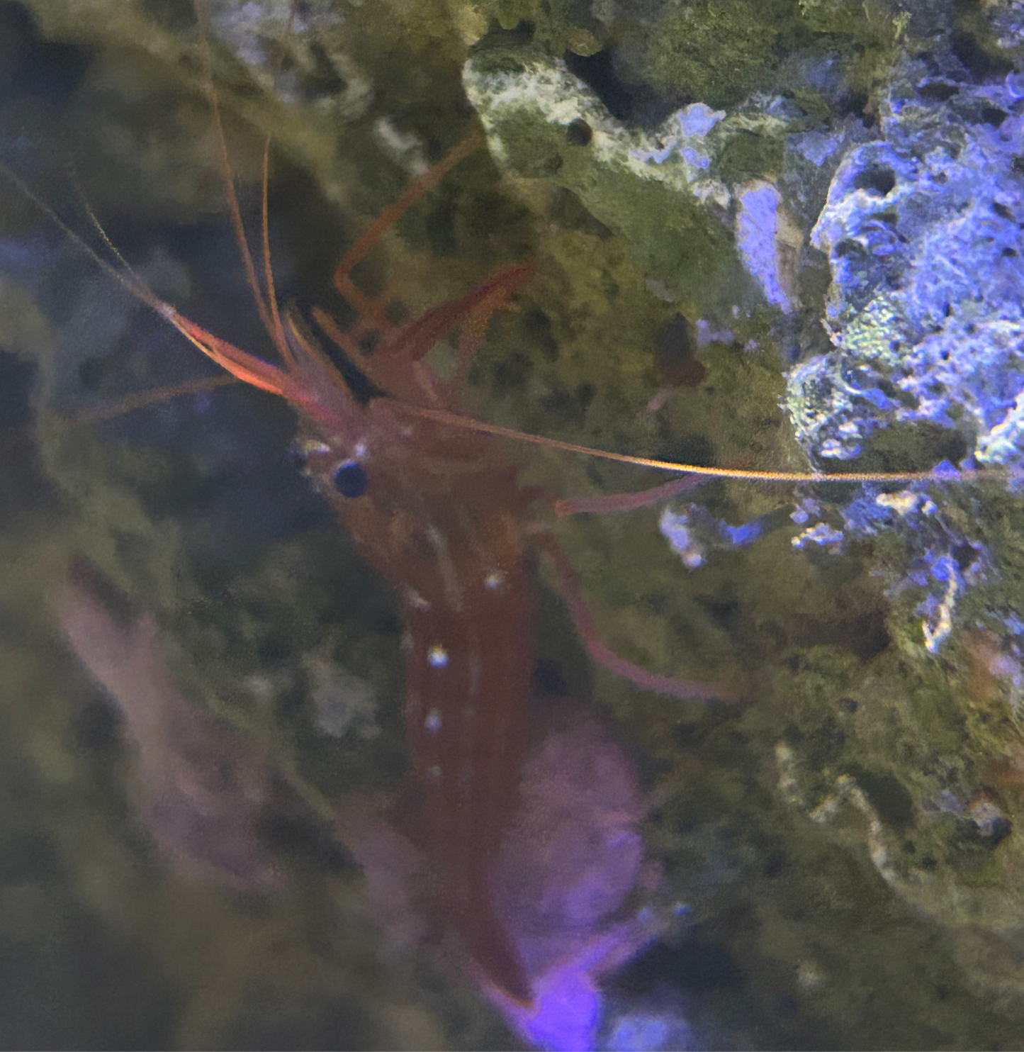 Peppermint Shrimps (Lysmata wurdemanni)