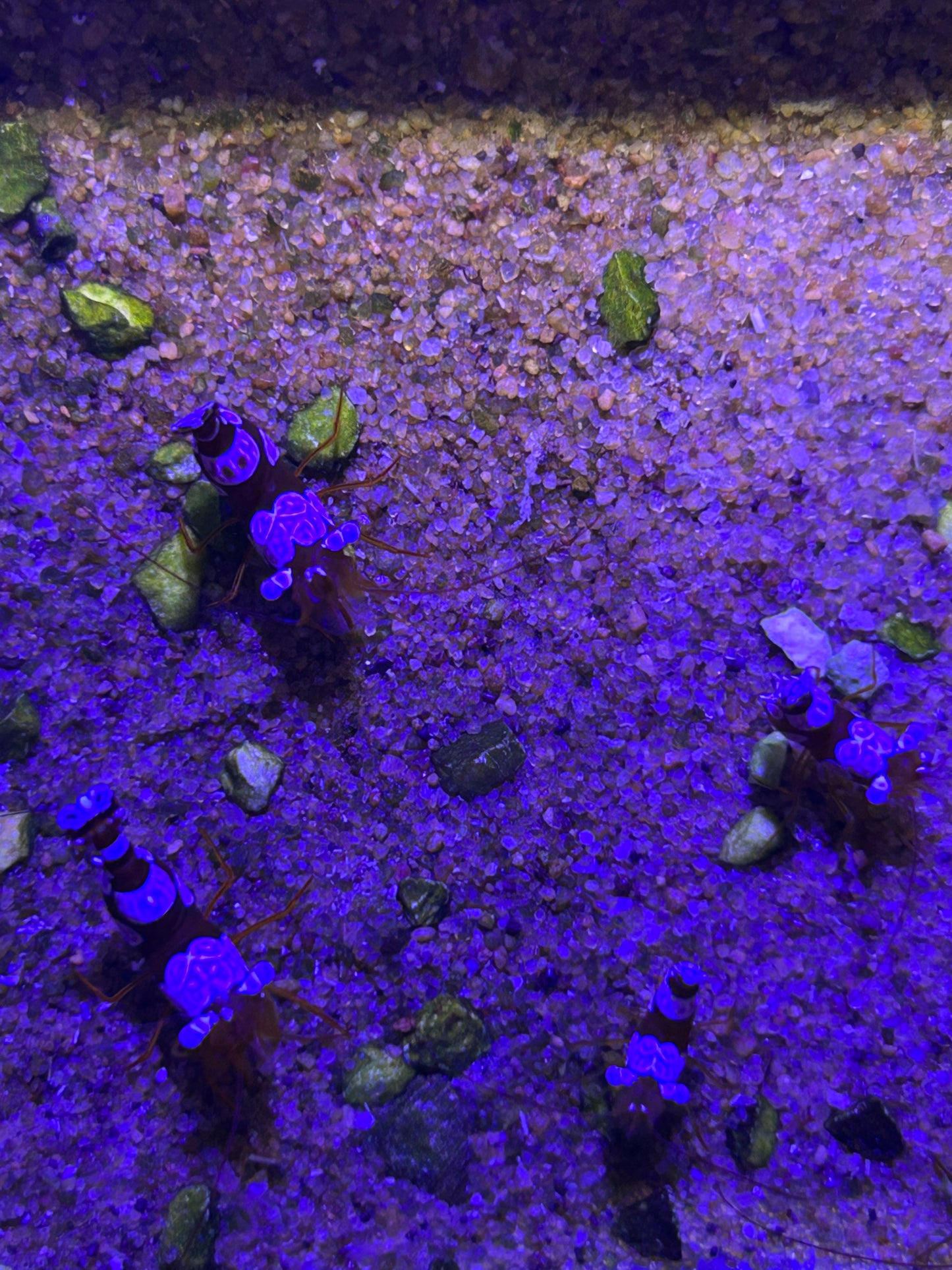 Sexy Shrimp (Thor Amboinensis)