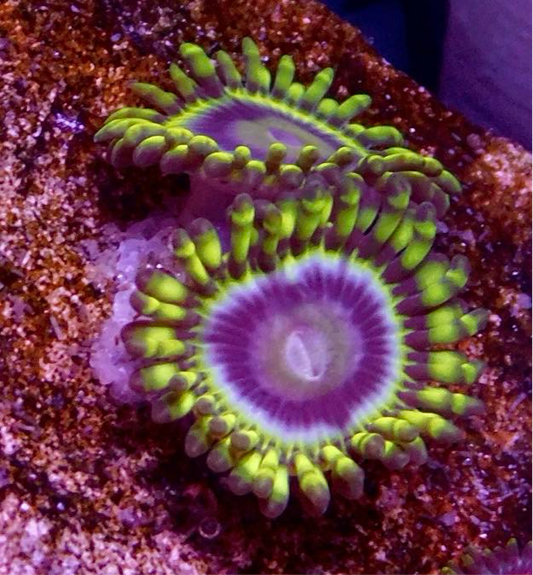 Blue Rhino Zoa