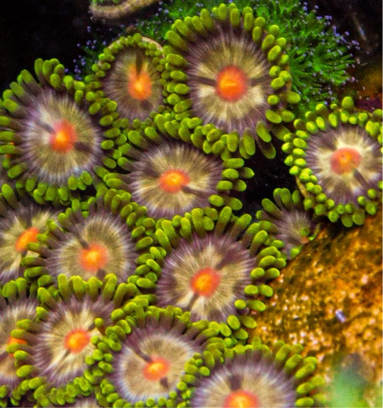 Daisy Cutters Zoa