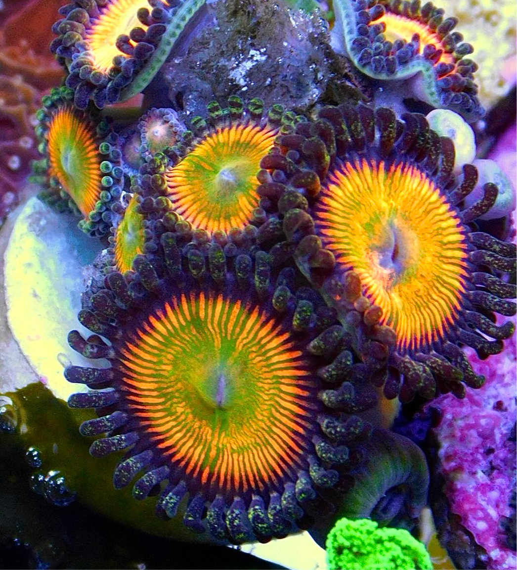 Sunny D Zoa