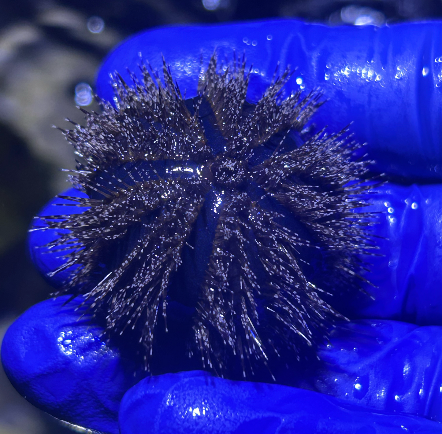 Tuxedo Urchin (Mespilia globulus)