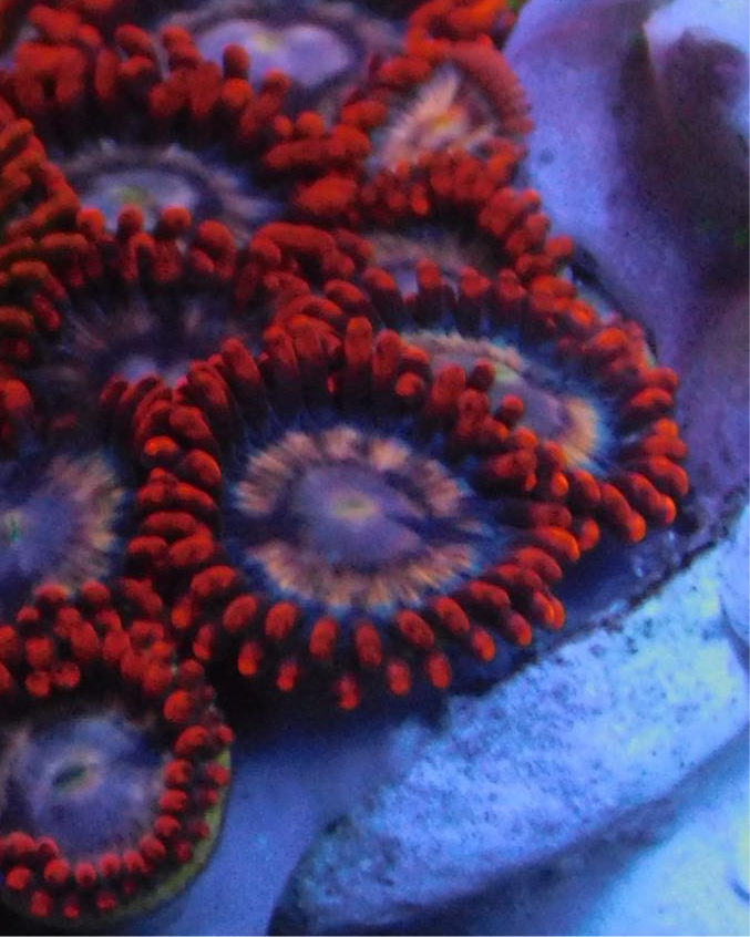 Horizon Zoa