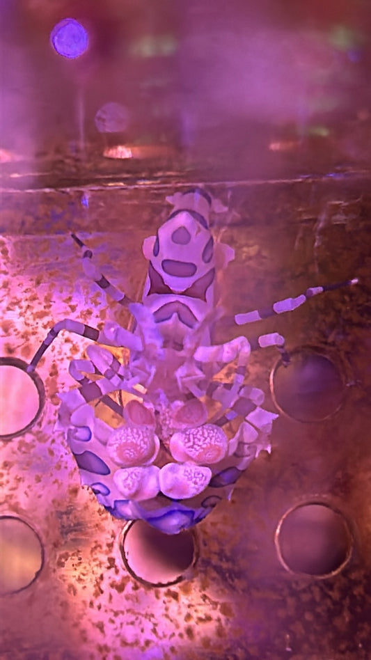Harlequin Shrimp (Hymenocera Picta)