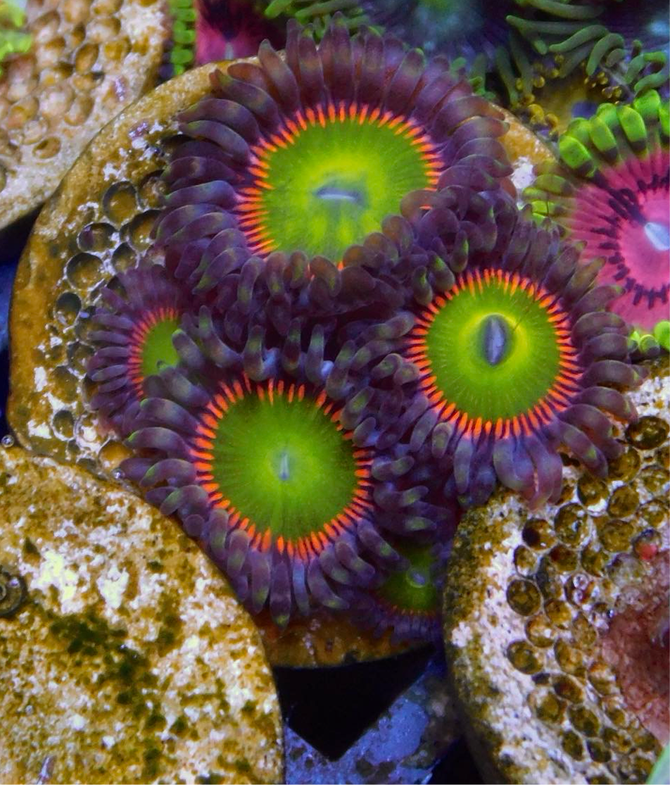 Mega Rainbow Zoa/Paly