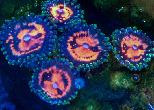 Bloodsucker Zoa