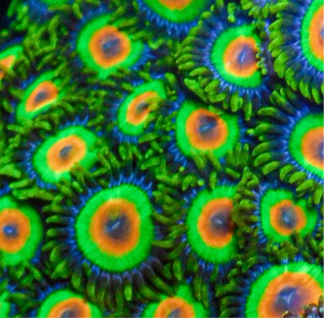 Rasta Zoa