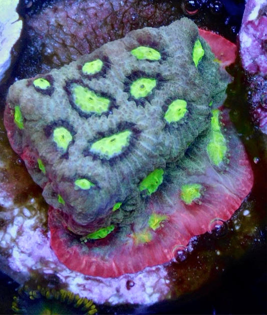 Pineapple War Coral