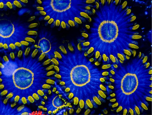 Purple Hornet Zoa