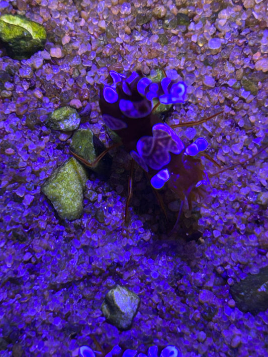 Sexy Shrimp (Thor Amboinensis)