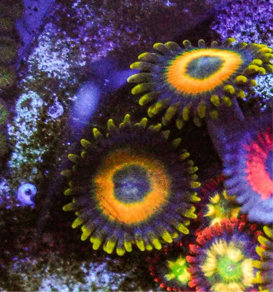 Scrambled Eggs Zoa