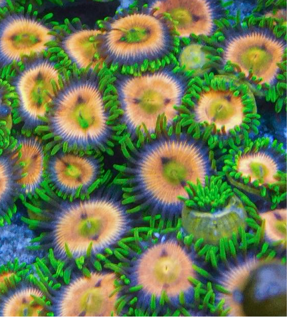 Bob Marley Zoa