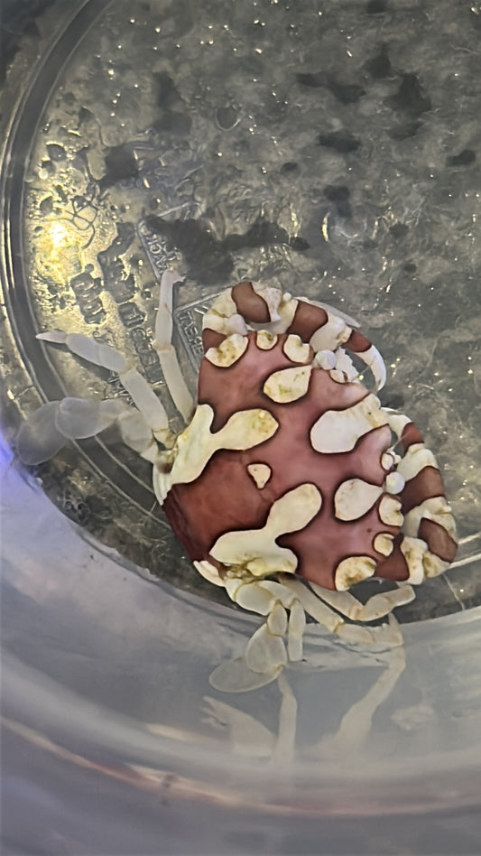 Harlequin Swimming Crab (Lissocarcinus Laevis)