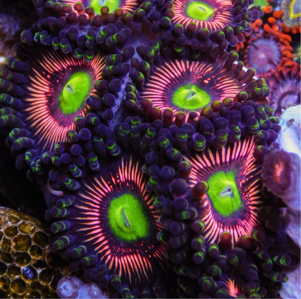 Victoria's Secret Zoa/Paly