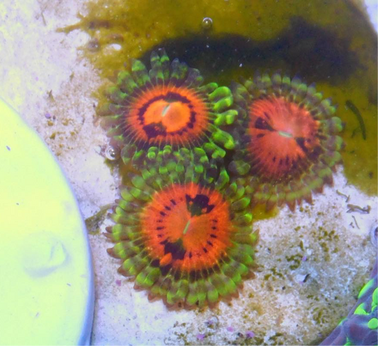 Rainbow Incinerator Zoa