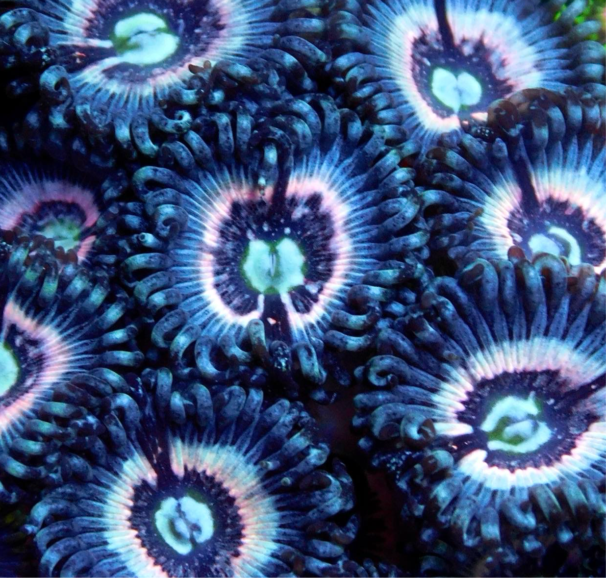 Ice Phantom Zoa/Paly