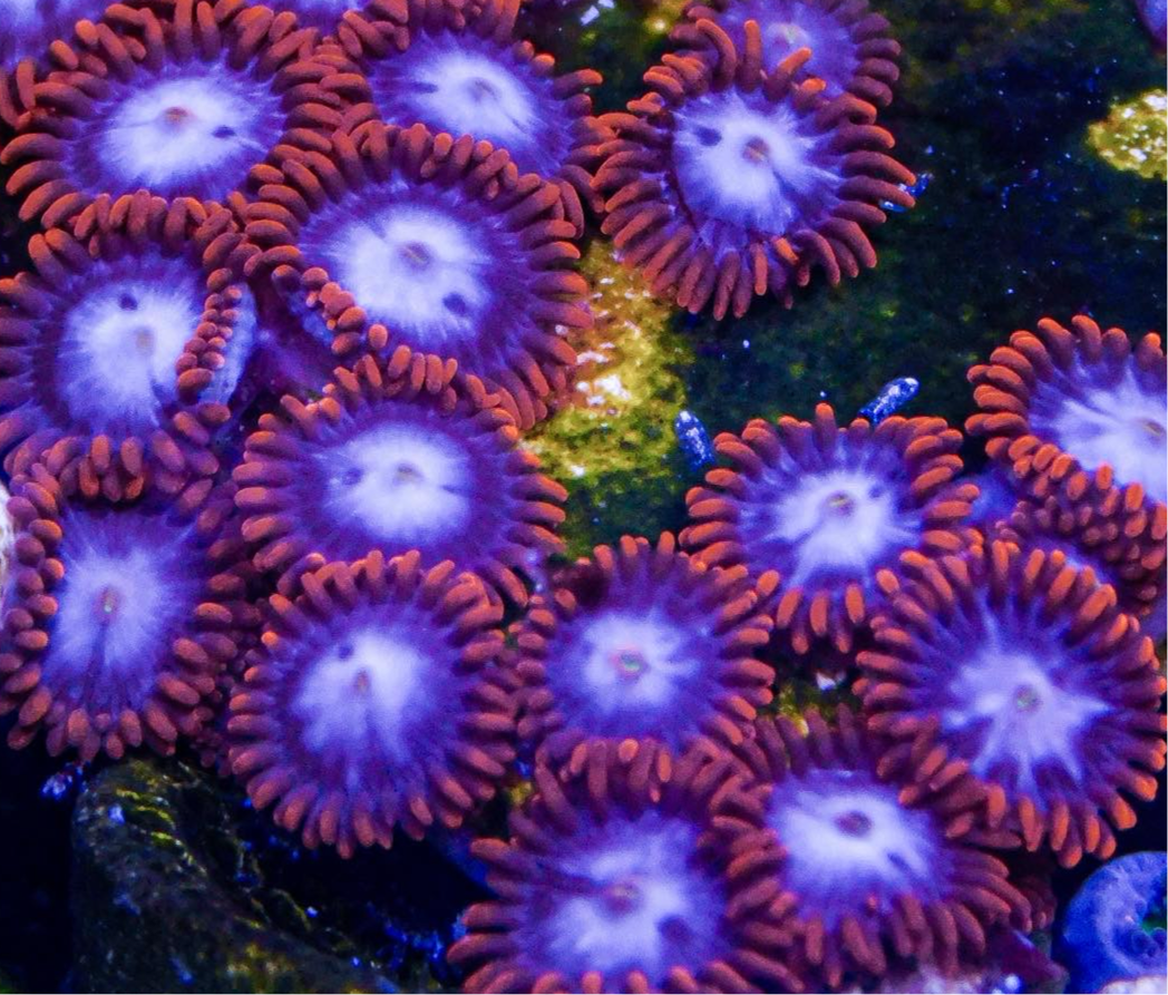 Alpha and Omega Zoa