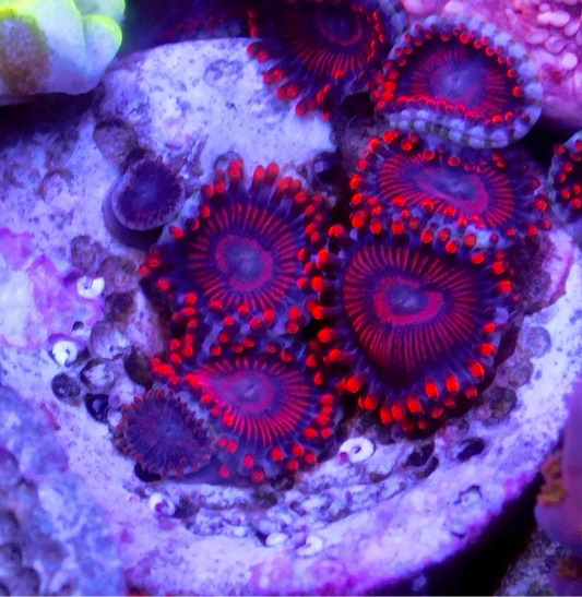 Twizzler Zoa