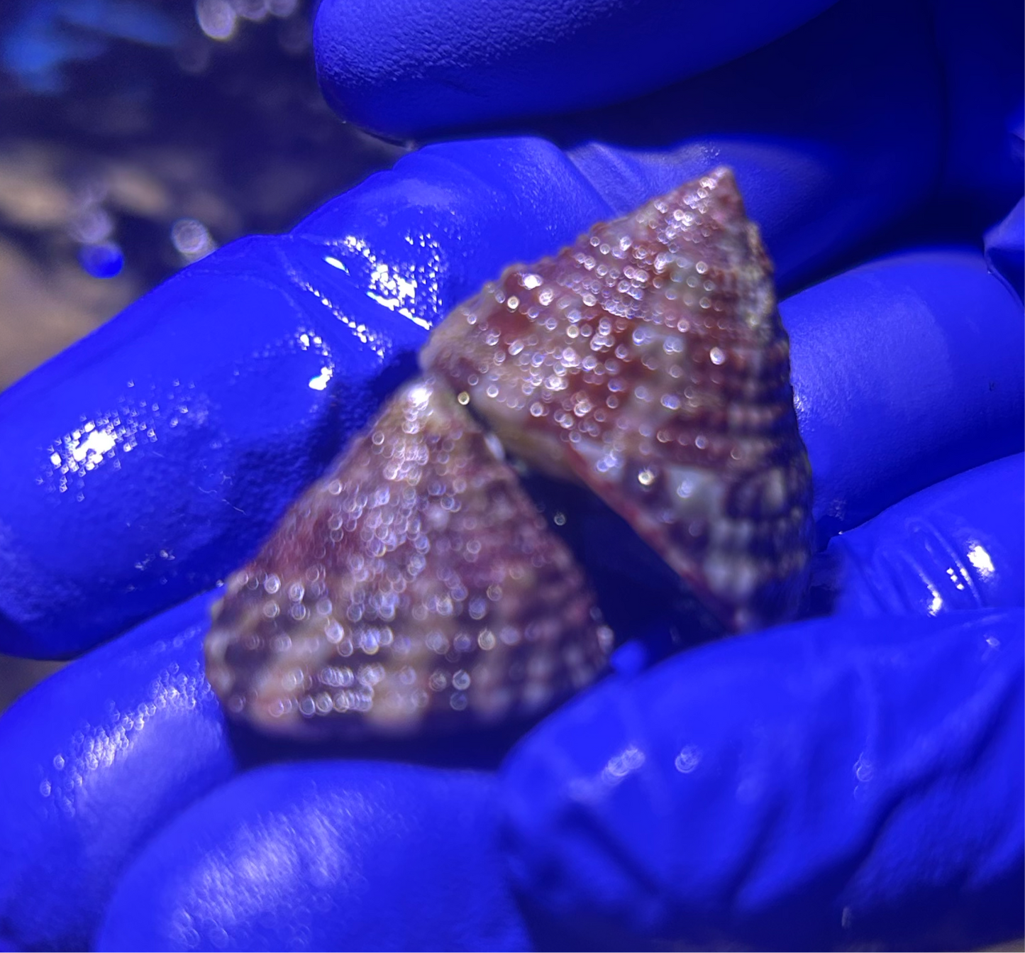 Snails - Banded Trochus (Trochus radiatus)