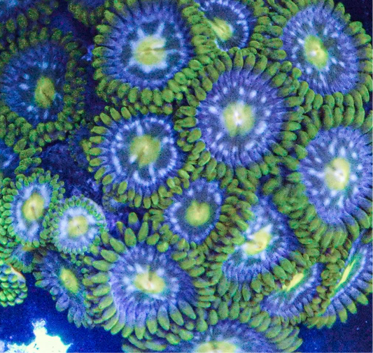 Blueberry Fields Zoa