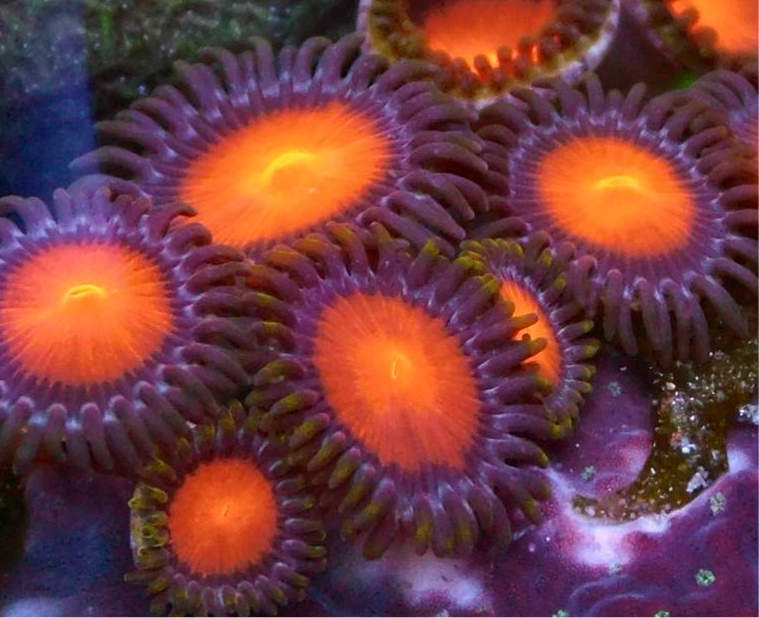 Hawaiian Sunset Zoa