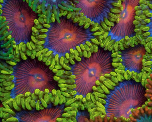 Spitfire Zoa