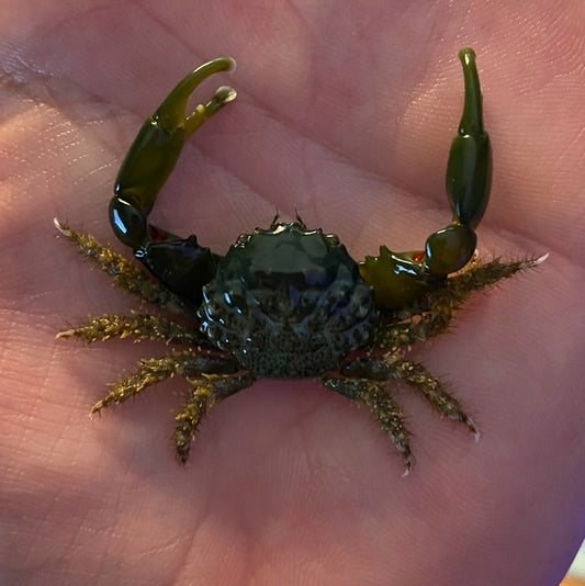 Emerald Crab (Mithraculus Sculptus)
