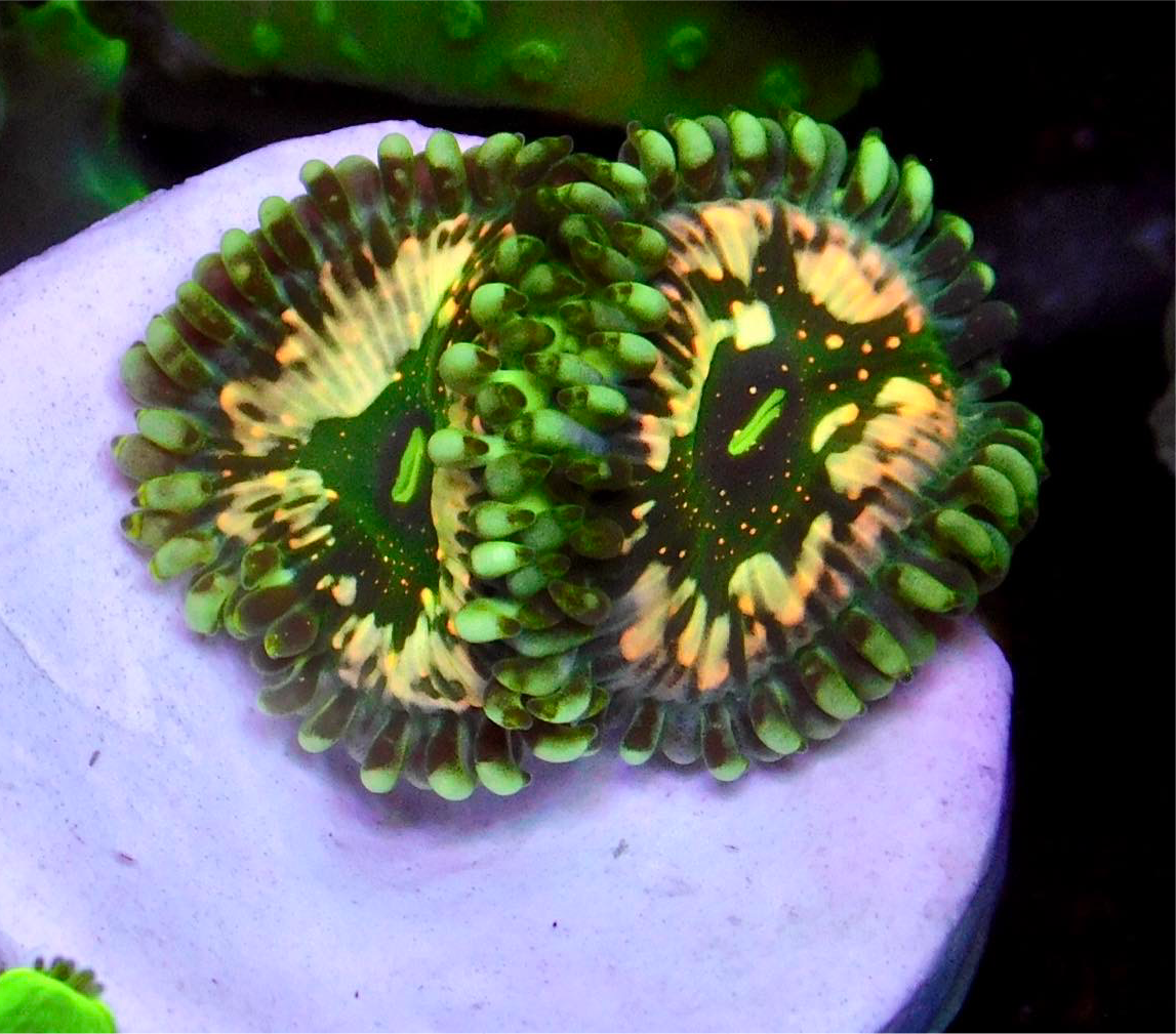 Velociraptor Zoa/Paly