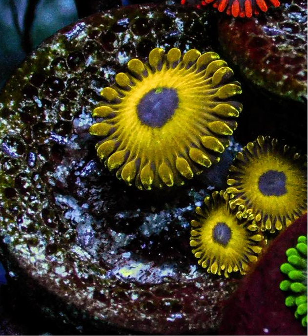 Golden Hornet Zoa