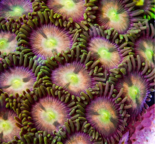 Laser Lemons Zoa