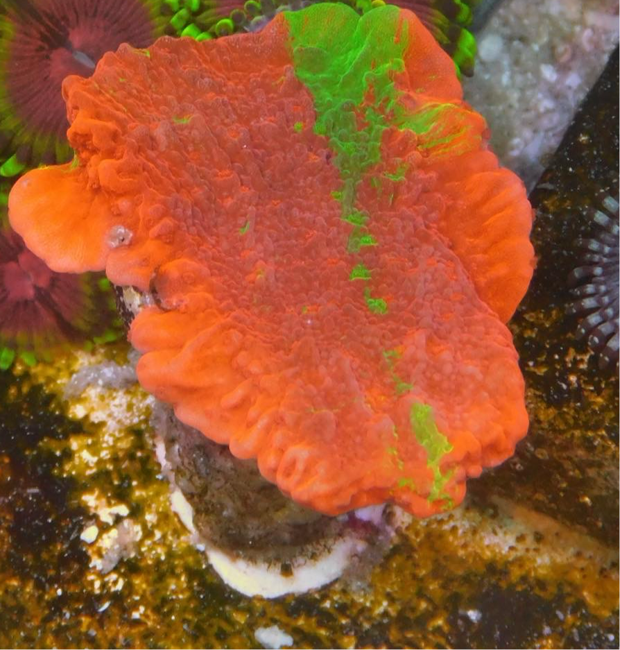 Green Streak Grafted Plating Montipora