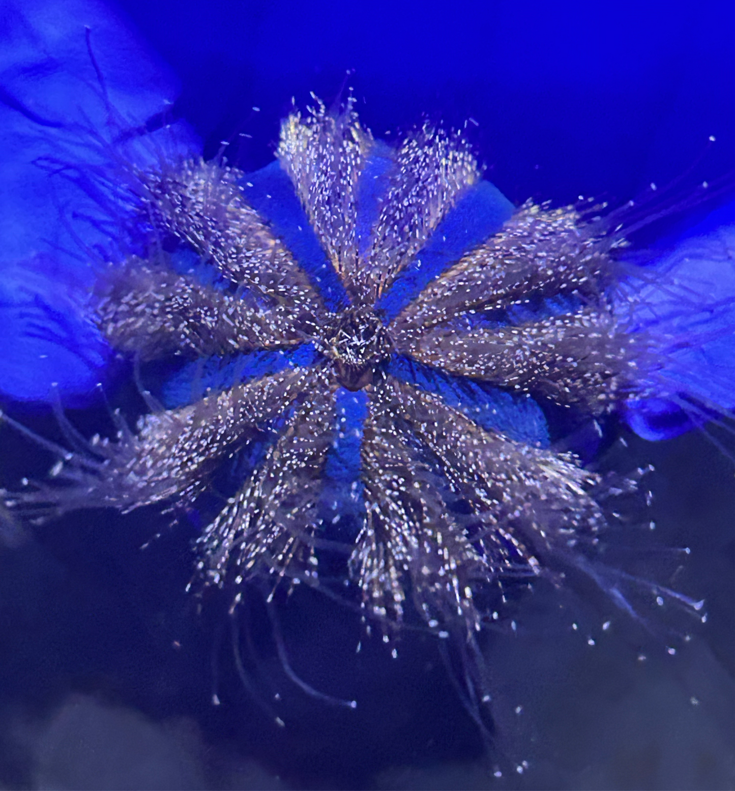 Tuxedo Urchin (Mespilia globulus)