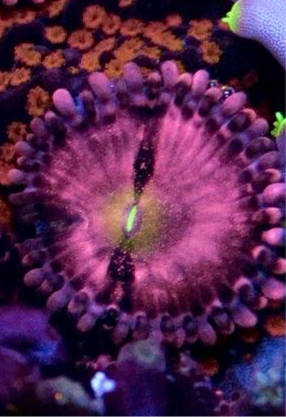 Alien Anti-Venom Zoa