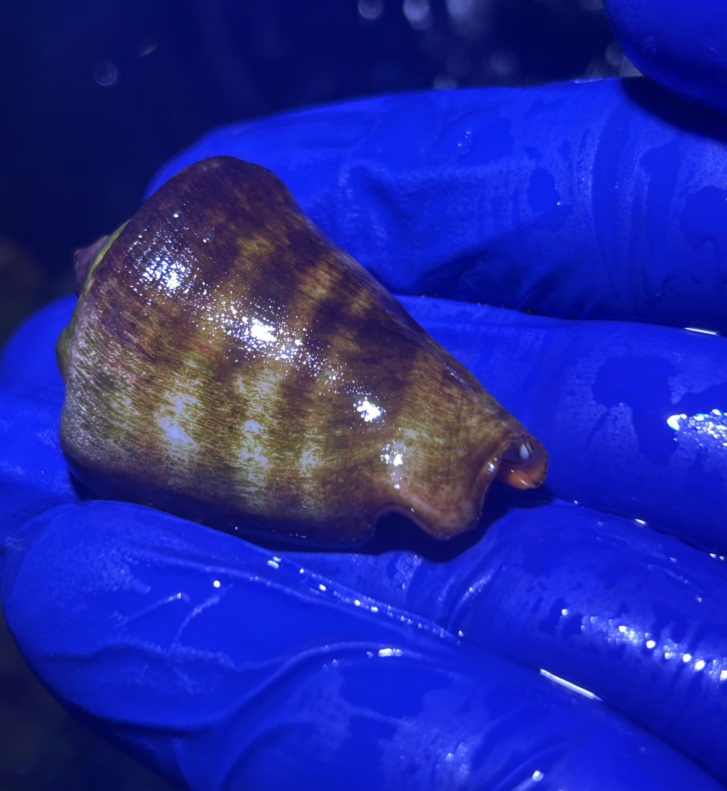 Strawberry Lipped Conch (Conomurex luhuanus)