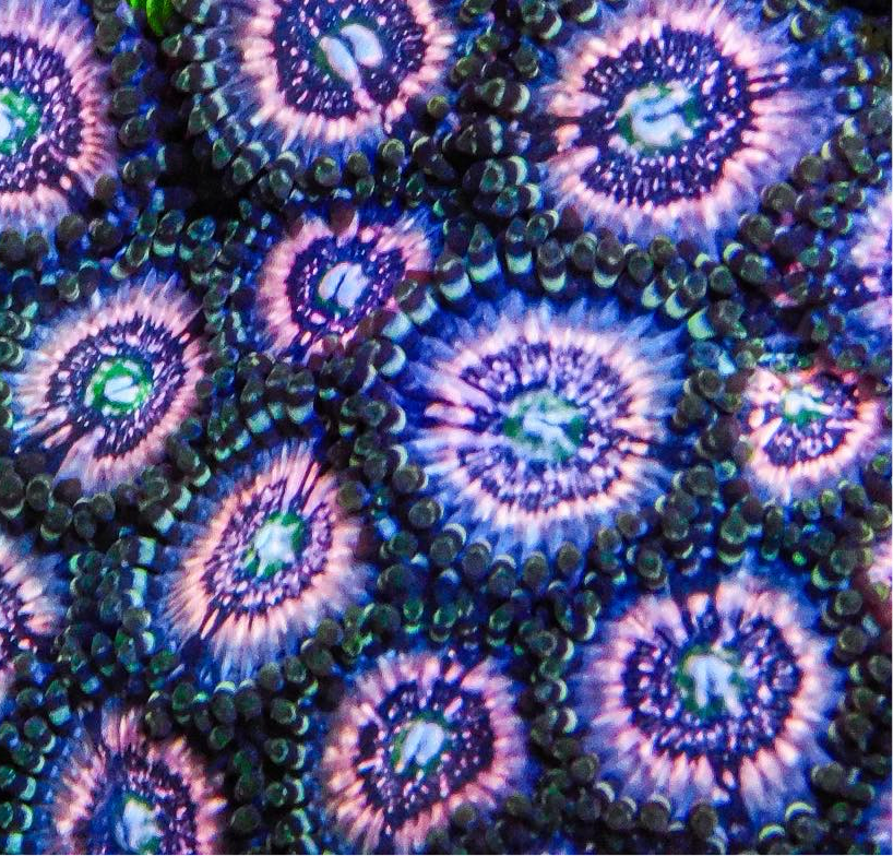 Pink Zipper Zoa