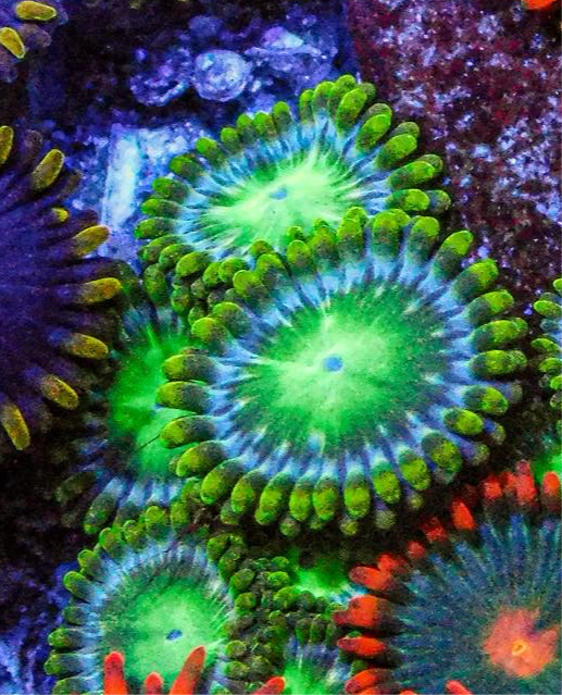 Battle Cats Zoa