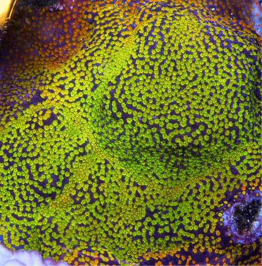 Rainbow Montipora