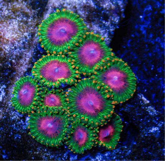 Awesome Blossoms Zoa