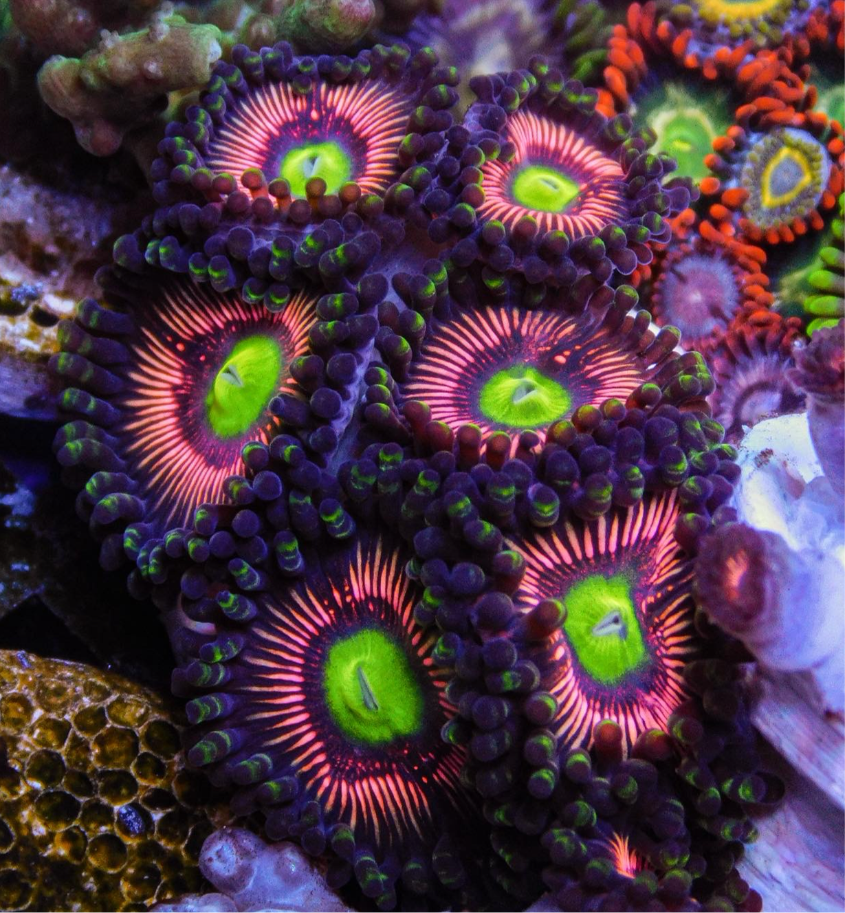 Everlasting Gobstoppers Zoa