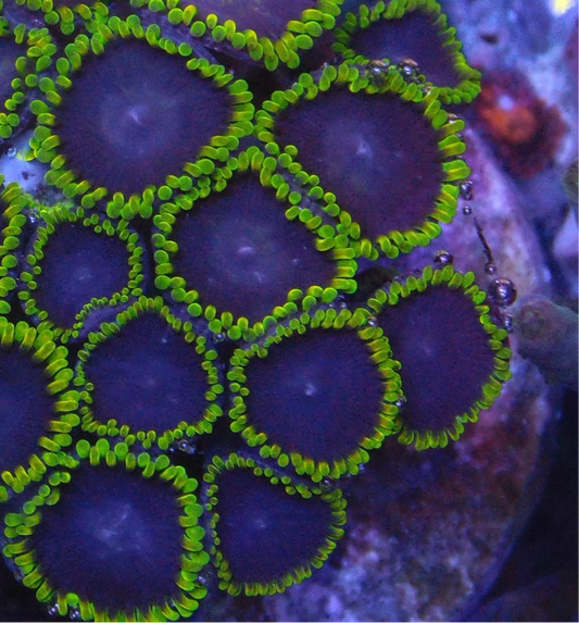 Joker Zoa