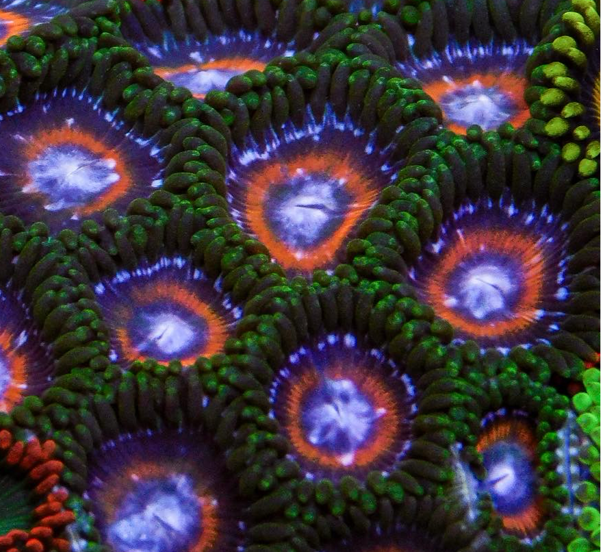 Double Deckers Zoa