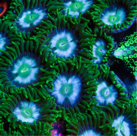 Blue Alien Orgasms Zoa