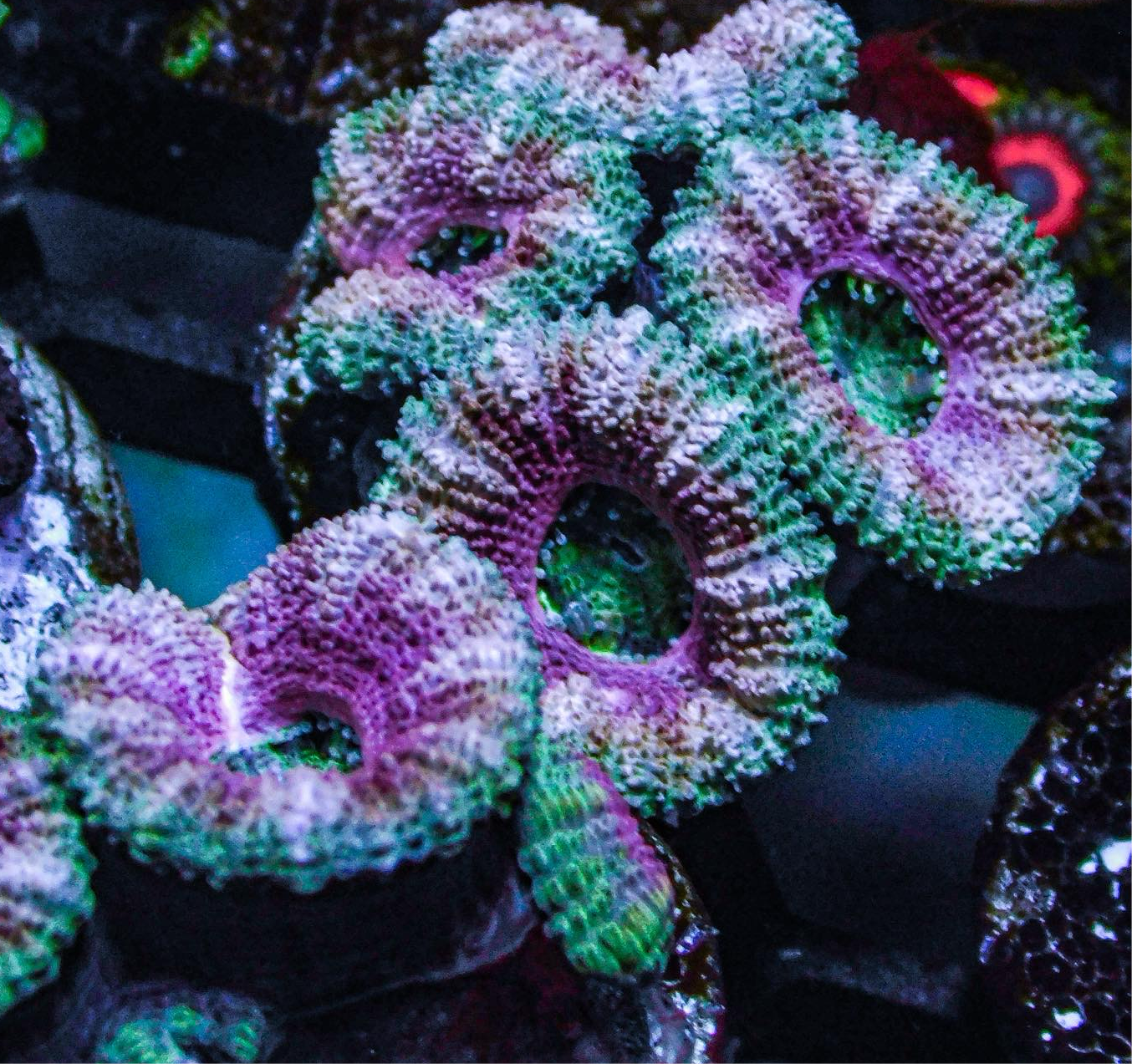 Pink Acan