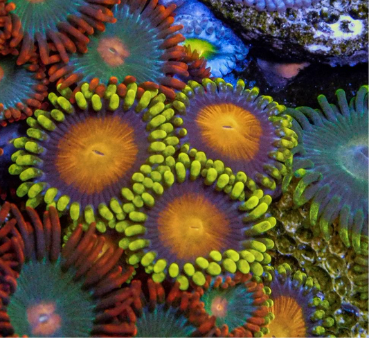 Spongebob Zoa