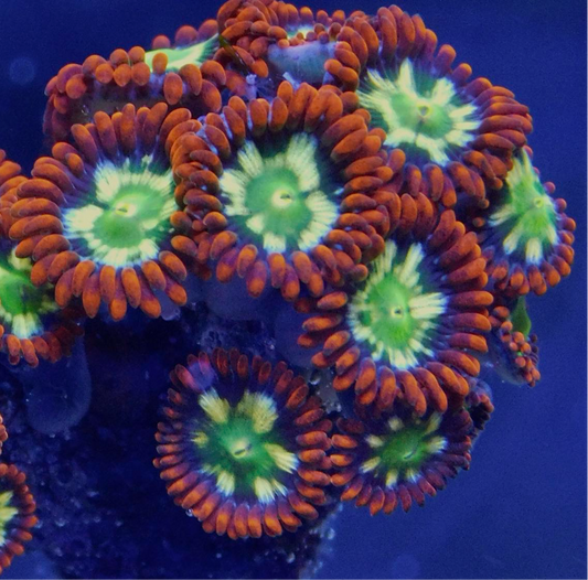 Tonga Fire Zoa