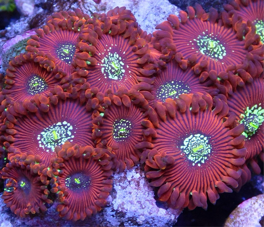 Magicians Zoa/Paly