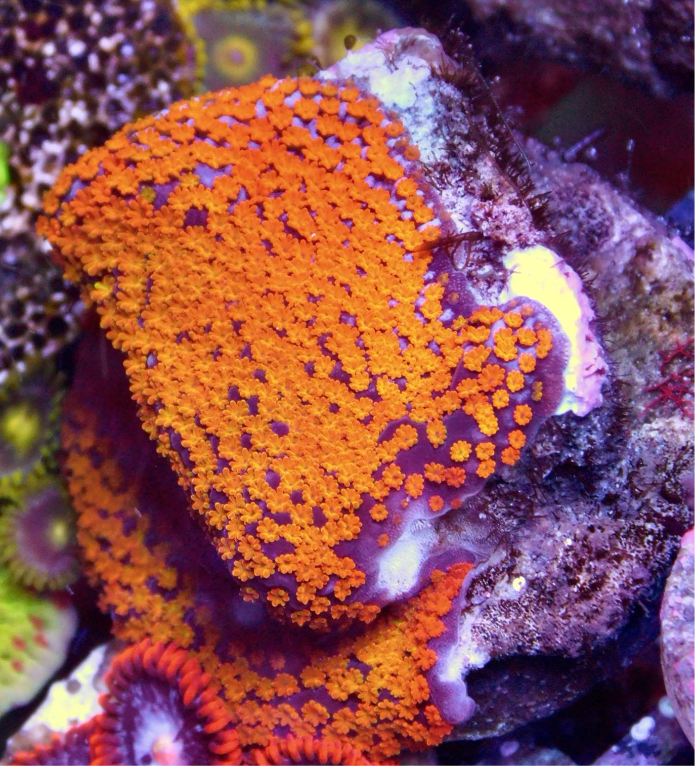 Superman Montipora