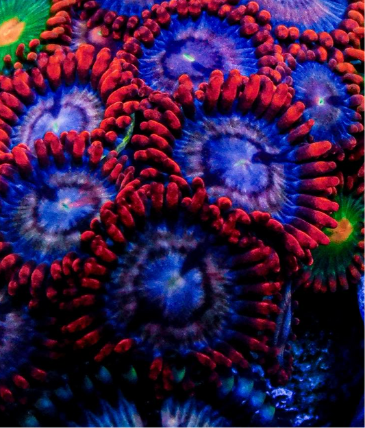 Fire and Ice Zoa