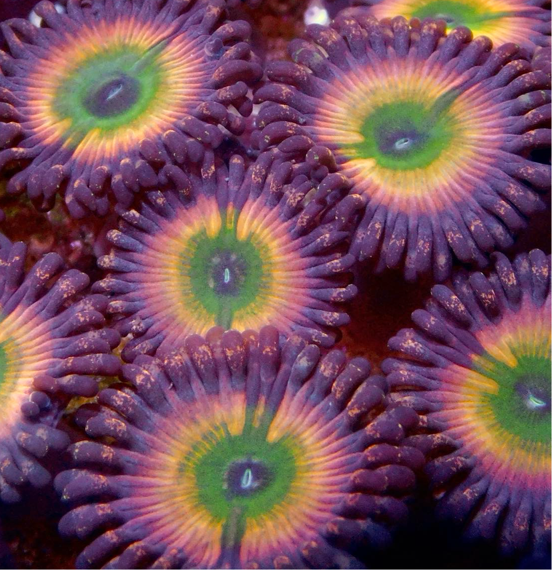 Orange Rainbow Zoa